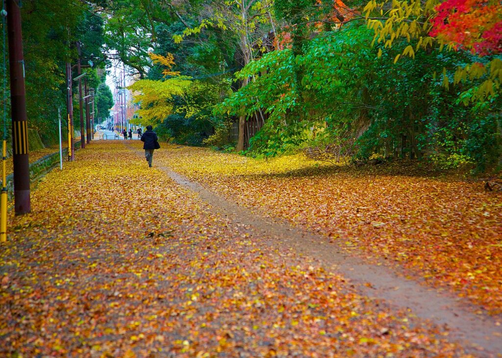 Japan seasonal travel guide: autumn leaves on a kyoto path